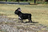 Little Boy , a male French Bulldog for sale in Wichita, KS – 4 of 4