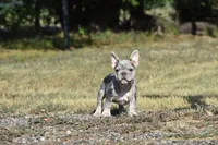 Wendy , a female French Bulldog for sale in Wichita, KS – 5 of 5