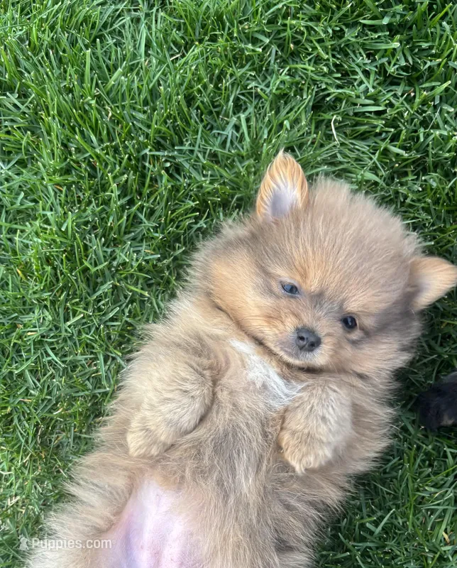 Lady – Pomeranian puppy on hold in Monitor, WA