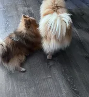 Lady, a female Pomeranian for sale in Monitor, WA – Photo 4 of 5