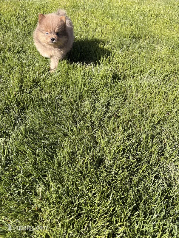 Lady – Pomeranian puppy for sale in Monitor, WA