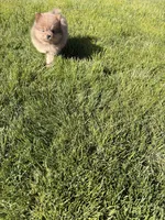 Lady, a female Pomeranian for sale in Monitor, WA – Photo 1 of 5