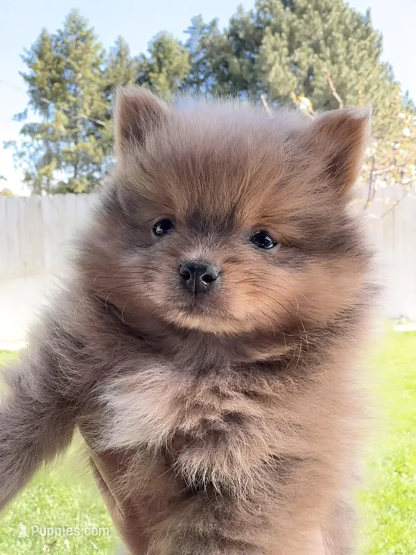Lady – Pomeranian puppy for sale in Monitor, WA