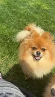 Lady, a female Pomeranian for sale in Monitor, WA – Photo 2 of 5