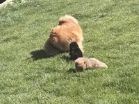 Lady, a female Pomeranian for sale in Monitor, WA – Photo 5 of 5