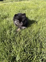 Mini, a female Pomeranian for sale in Monitor, WA – Photo 2 of 3