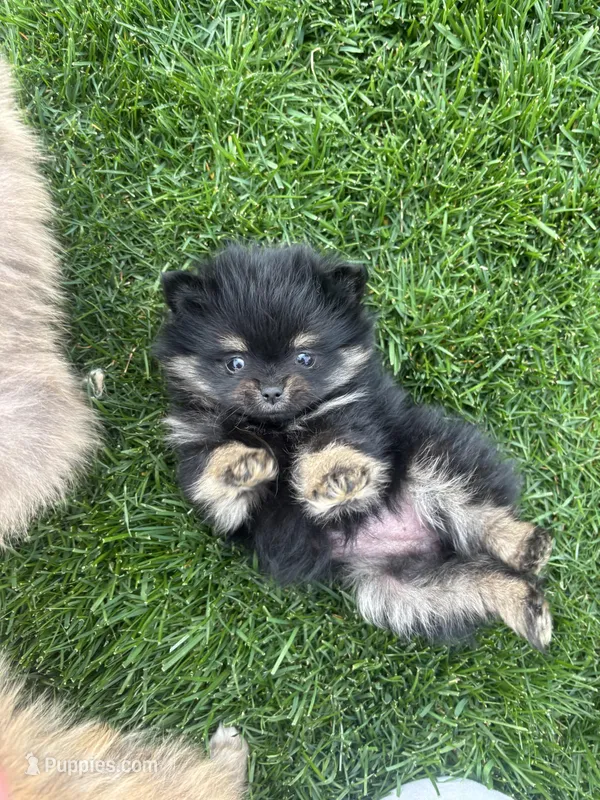 Mini – Pomeranian puppy for sale in Monitor, WA