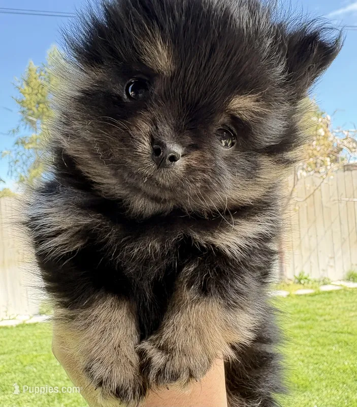 Mini – Pomeranian puppy for sale in Monitor, WA