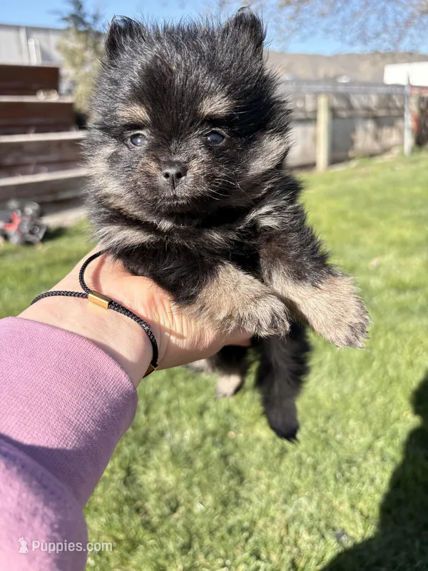 Mini – Pomeranian puppy for sale in Monitor, WA