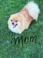 Toby , a male Pomeranian for sale in Monitor, WA – Photo 3 of 5