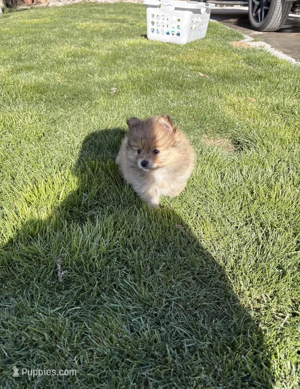 Toby  – Pomeranian puppy for sale in Monitor, WA
