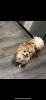 Toby , a male Pomeranian for sale in Monitor, WA – Photo 5 of 5