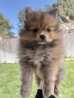 Toby , a male Pomeranian for sale in Monitor, WA – Photo 1 of 7