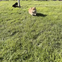 Toby , a male Pomeranian for sale in Monitor, WA – Photo 2 of 5