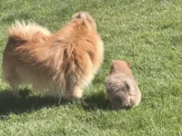 Toby , a male Pomeranian for sale in Monitor, WA – Photo 4 of 5