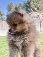 Toby , a male Pomeranian for sale in Monitor, WA – Photo 2 of 7