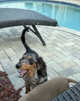 Beanie , a male Miniature Dachshund for sale in Orange Park, FL – 2 of 4
