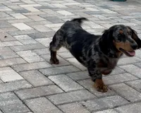 Beanie , a male Miniature Dachshund for sale in Orange Park, FL – 3 of 4