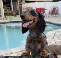 Beanie , a male Miniature Dachshund for sale in Orange Park, FL – 4 of 4
