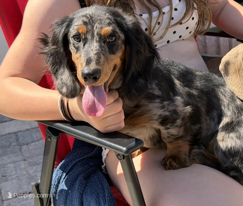 Beanie  – Miniature Dachshund puppy for sale in Orange Park, FL
