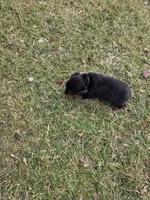 Prince, a male Rottweiler for sale in Indianapolis, IN – Photo 8 of 8