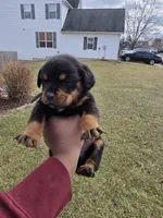 Prince, a male Rottweiler for sale in Indianapolis, IN – Photo 5 of 8