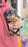 Prince, a male Rottweiler for sale in Indianapolis, IN – Photo 3 of 8