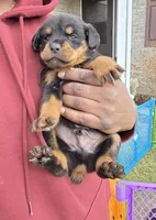 Prince, a male Rottweiler for sale in Indianapolis, IN – Photo 4 of 8