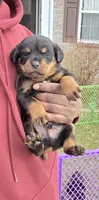Prince, a male Rottweiler for sale in Indianapolis, IN – Photo 1 of 8