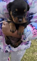 Violet, a female Rottweiler for sale in Indianapolis, IN – Photo 1 of 9