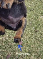 Violet, a female Rottweiler for sale in Indianapolis, IN – Photo 2 of 9