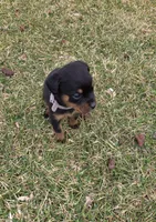 Violet, a female Rottweiler for sale in Indianapolis, IN – Photo 9 of 9