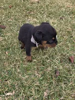 Violet, a female Rottweiler for sale in Indianapolis, IN – Photo 8 of 9