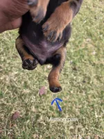 Violet, a female Rottweiler for sale in Indianapolis, IN – Photo 4 of 9