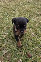 Violet, a female Rottweiler for sale in Indianapolis, IN – Photo 7 of 9