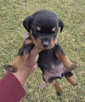 Violet, a female Rottweiler for sale in Indianapolis, IN – Photo 5 of 9