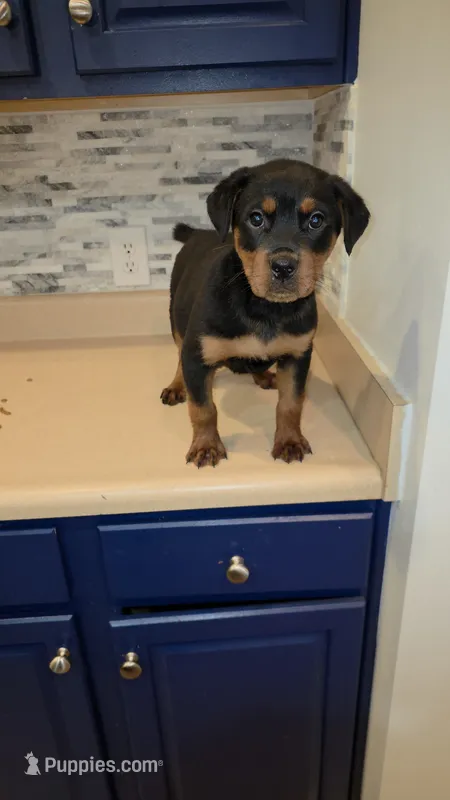 Lilly – Rottweiler puppy for sale in Indianapolis, IN