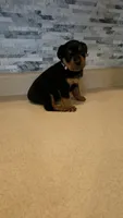 Lilly, a female Rottweiler for sale in Indianapolis, IN – 3 of 7