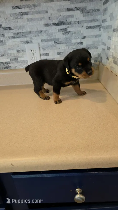 Xena – Rottweiler puppy for sale in Indianapolis, IN