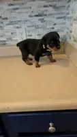 Xena, a female Rottweiler for sale in Indianapolis, IN – 1 of 5