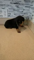 Sasha, a female Rottweiler for sale in Indianapolis, IN – 6 of 9