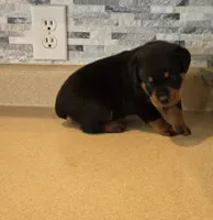 Zeus, a male Rottweiler for sale in Indianapolis, IN – 6 of 7