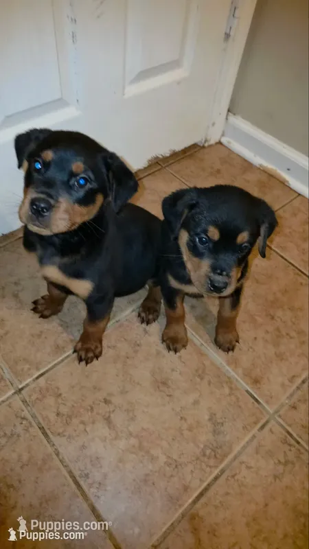 Delilah – Rottweiler puppy for sale in Indianapolis, IN