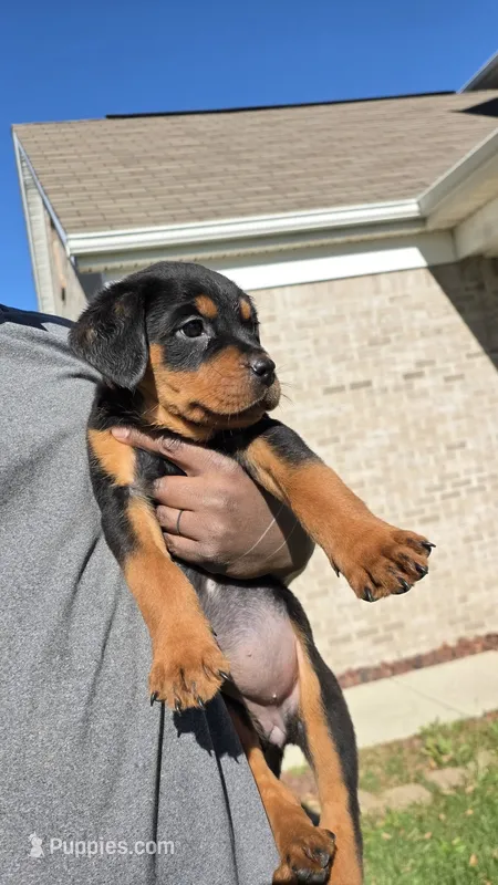 Lilly – Rottweiler puppy for sale in Indianapolis, IN