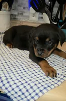 Missy, a female Rottweiler for sale in Indianapolis, IN – Photo 3 of 10