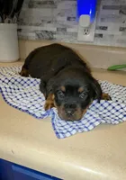 Missy, a female Rottweiler for sale in Indianapolis, IN – Photo 8 of 10