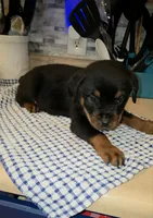 Missy, a female Rottweiler for sale in Indianapolis, IN – Photo 10 of 10