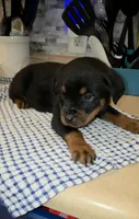 Missy, a female Rottweiler for sale in Indianapolis, IN – Photo 5 of 10