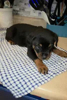 Missy, a female Rottweiler for sale in Indianapolis, IN – Photo 7 of 10
