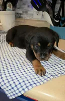 Missy, a female Rottweiler for sale in Indianapolis, IN – Photo 6 of 10